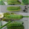 pol bellargus larva5 volg1